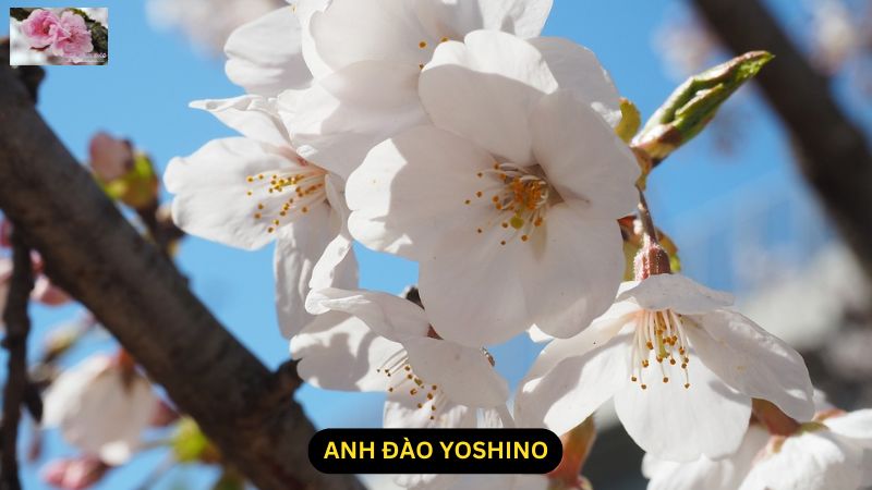 Anh Đào Yoshino – Loài Hoa Biểu Tượng Của Xứ Sở Mặt Trời Mọc